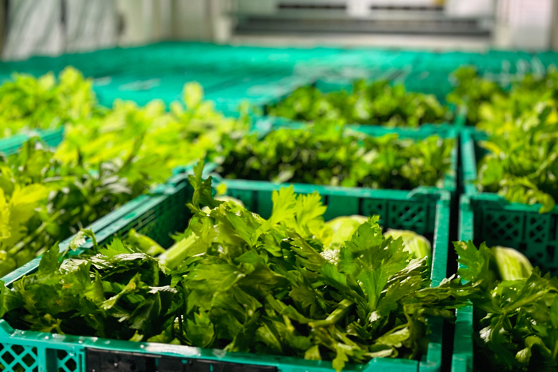 北海道産野菜の魅力を全国に伝えたい