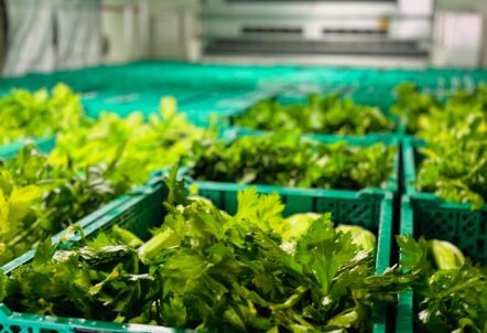 なぜ今、北海道産野菜が注目されているのか？