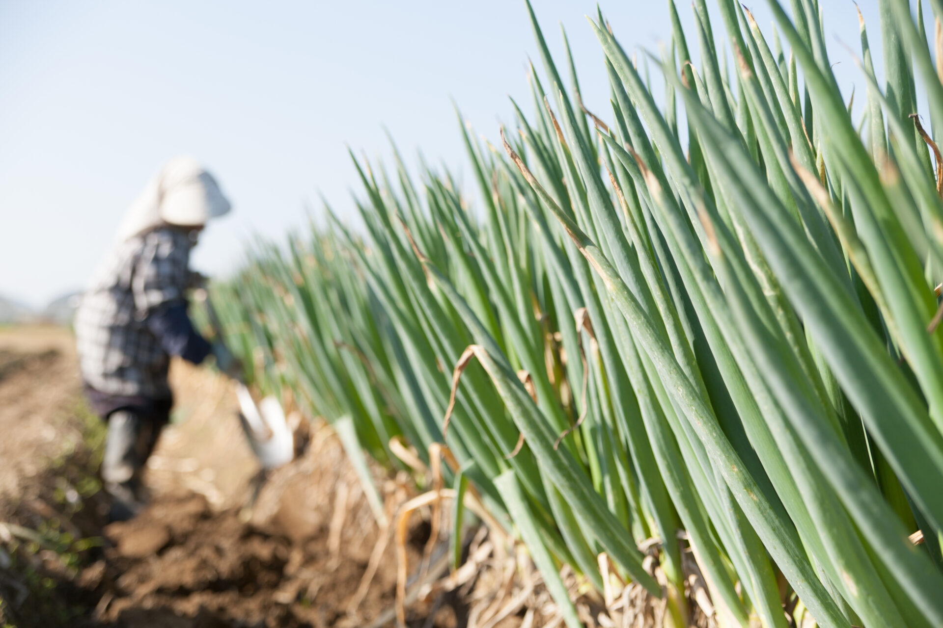 ネギ・青ネギ 業務用仕入れなら北のやさい便へ｜北海道から全国対応