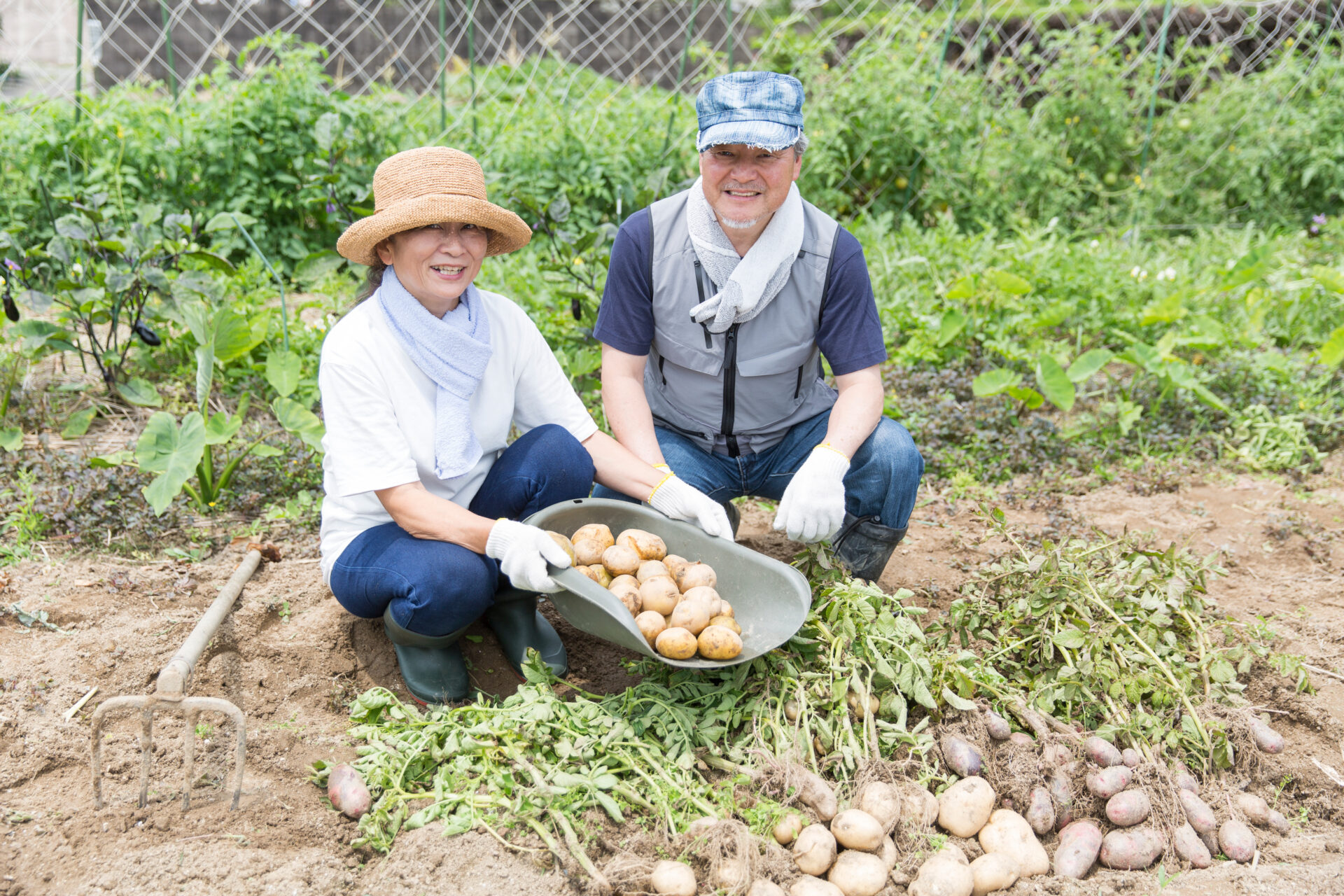 2025年じゃがいも不作の原因と影響は?今後の見通しと対策を解説