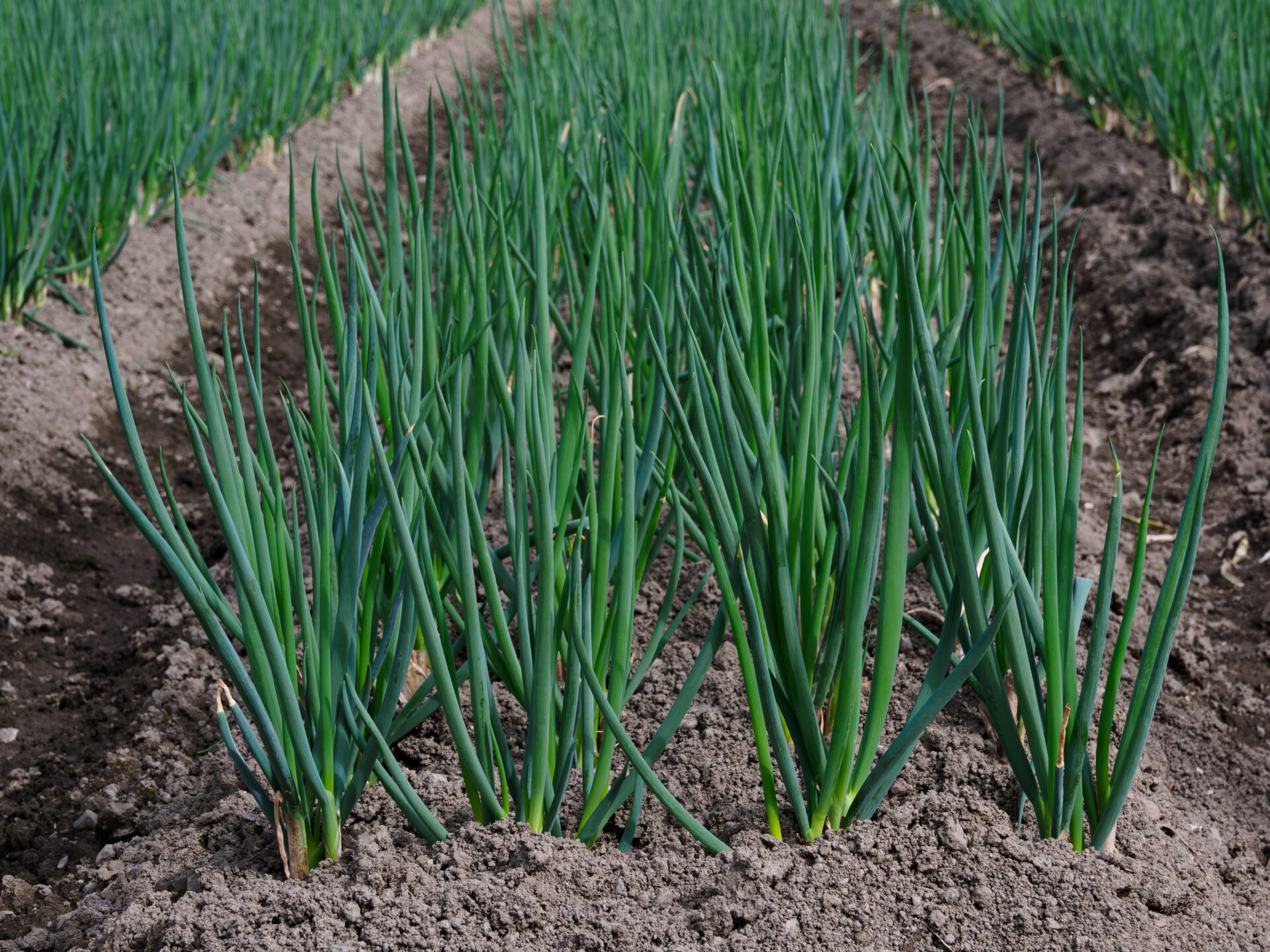 まっすぐなネギに、まっすぐ向き合う　～北のやさい便から～