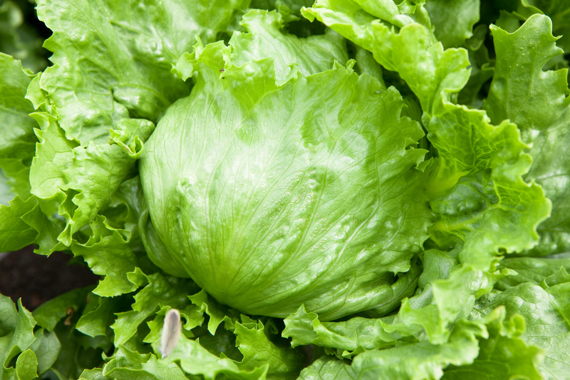 シャキシャキ食感とみずみずしさが魅力のレタス