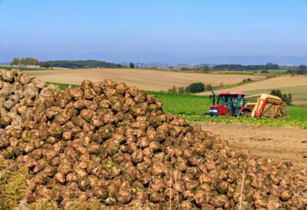 【青果卸売業者をお探しの方へ】業務用に最適な北海道野菜を全国対応でご提供｜北のやさい便