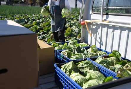 北海道キャベツの産地出荷作業
