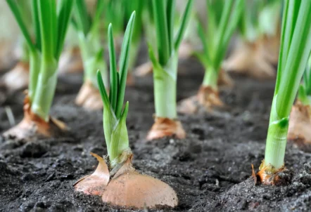 【業務用仕入れ・卸売】北海道産玉ねぎの安定調達ガイド|北のやさい便