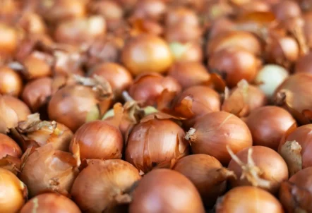 【業界最新】北海道 玉ねぎ 卸売の価格戦略と市場分析|2025年調達コスト削減の決定版ガイド