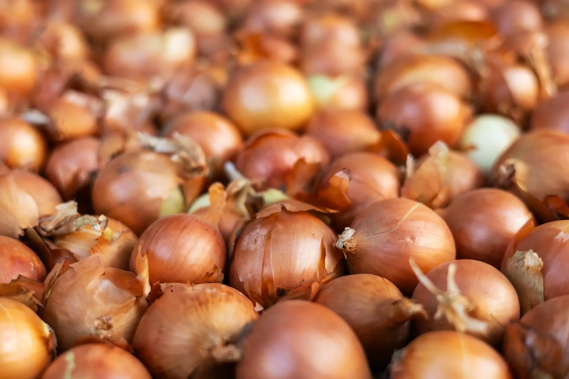 【業界最新】北海道 玉ねぎ 卸売の価格戦略と市場分析｜2025年調達コスト削減の決定版ガイド