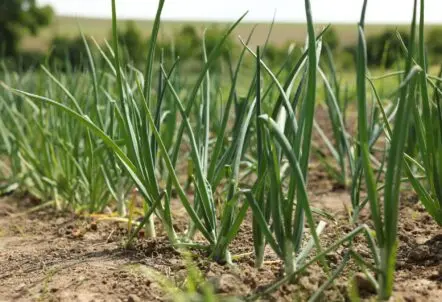 青ネギの仕入れでコストダウンを実現する方法｜業者向け 野菜 卸売の実践ポイント