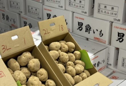 じゃがいも人気品種ランキング【2025年業務用バイヤー向け完全ガイド】