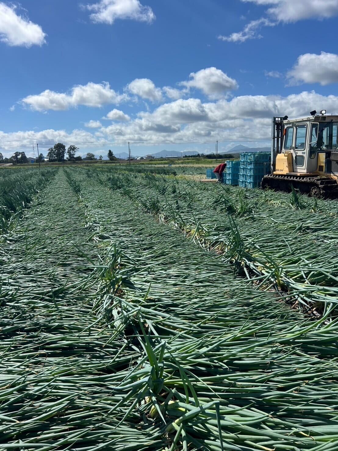 〖青ネギ強風仕入れの現実〗被害で全滅…仲卸・飲食店が直面する供給リスクと対策