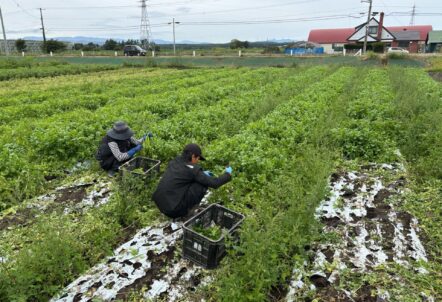 北海道の契約農家から店舗へ直送される採れたて野菜