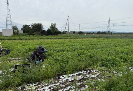 北海道業務用パクチー農家