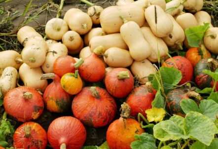 野菜 卸 札幌 安いと思ったら要注意!本当のコスパを見極める5つのポイント【2025年版】