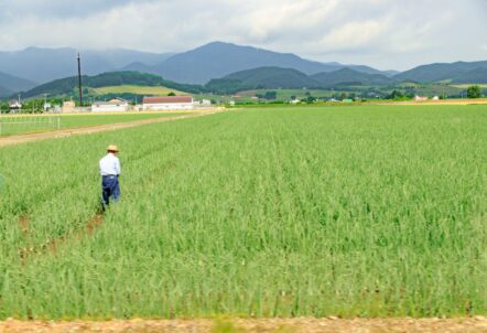 羊蹄山と広大な北海道の畑|玉ねぎ・じゃがいも生産量全国トップの産地