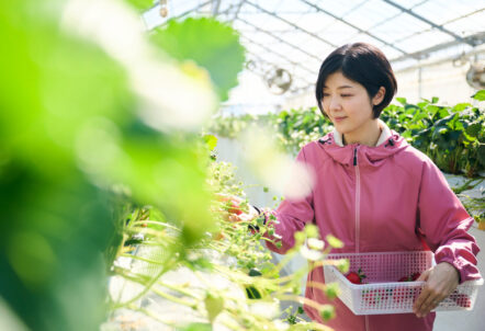 青果 卸業者のおすすめ一覧｜信頼できる青果卸売の選び方も解説