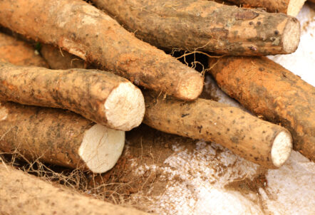 業務用野菜 長いもの産地別出荷カレンダーと価格推移