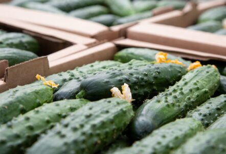 業務用野菜 きゅうりの規格別サイズ比較と用途対応表