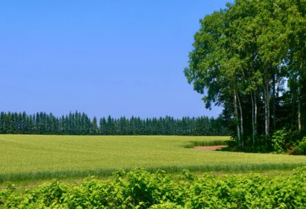 広大な北海道の大地で育つ野菜畑と豊かな自然環境