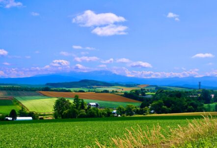 北海道のじゃがいも畑の収穫風景