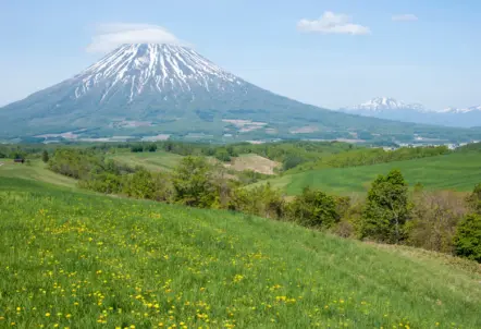 高品質な業務用ピーマンを供給する北海道の農地