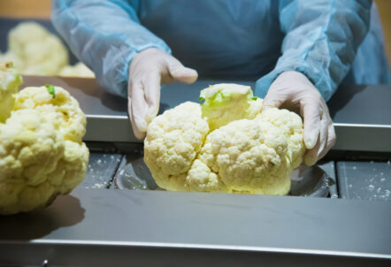 カット野菜製造工場の衛生管理された生産ライン作業風景