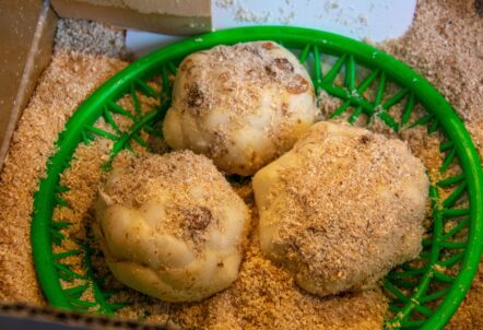 乾燥を防ぐおがくずに埋められた新鮮なゆりね