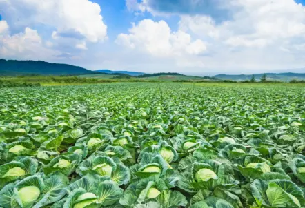 産地リレーで年間安定供給されるキャベツ畑
