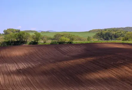厳格な品質管理で高品質な長芋を育てる北海道の畑
