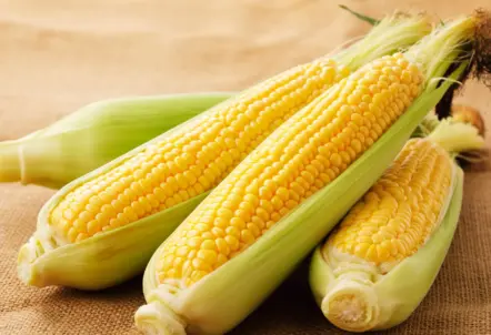 2L・L・Mサイズで規格分けされたとうもろこしの比較