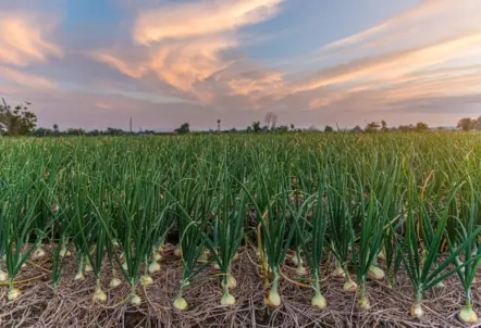 収穫量2位のたまねぎ