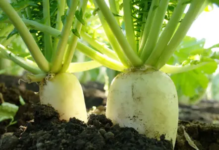 大根の規格とは?1本・1/2・1/4カットの重さやサイズを解説