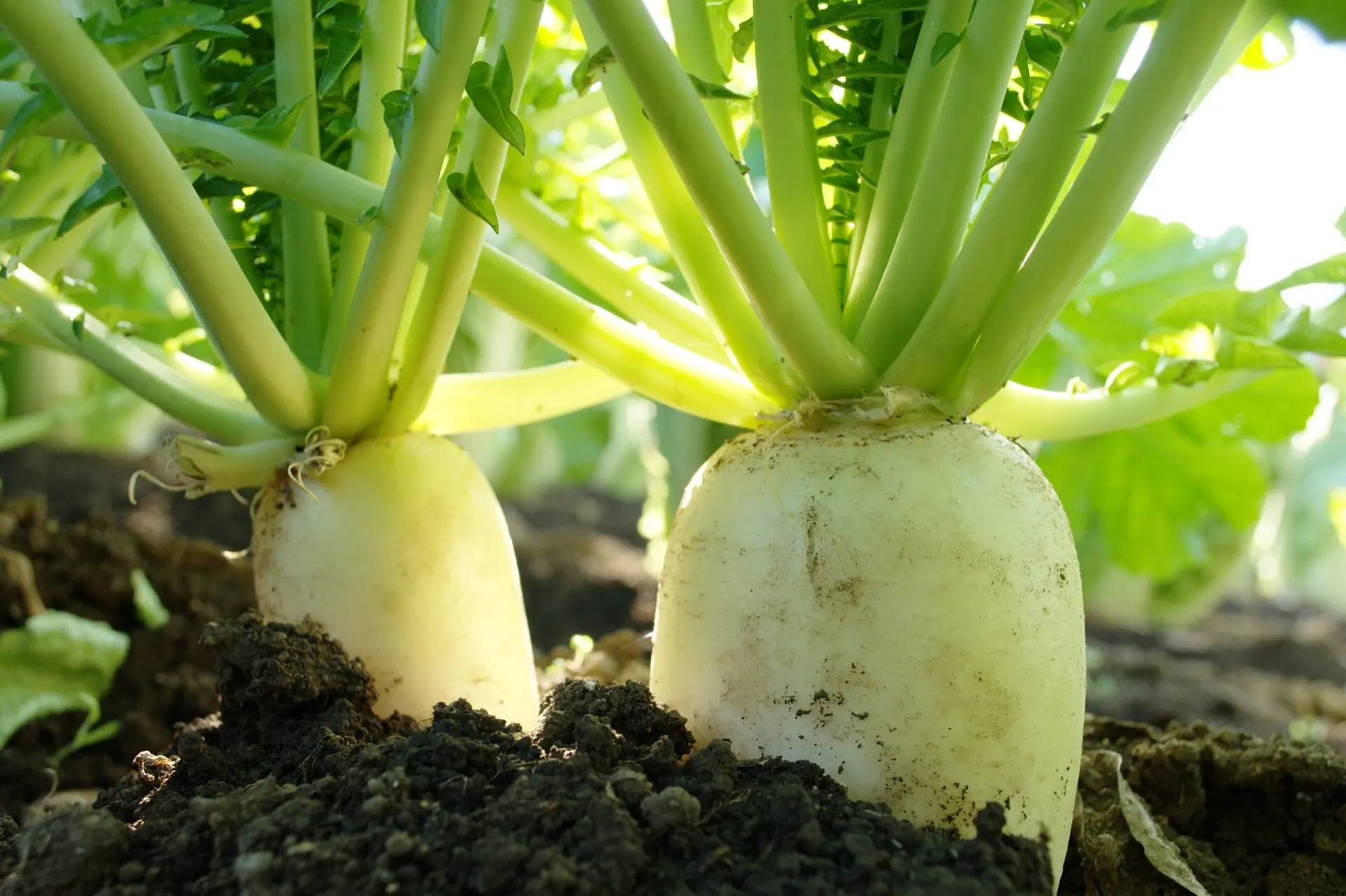 大根の規格とは？1本・カットの重さやサイズを解説｜北のやさい便