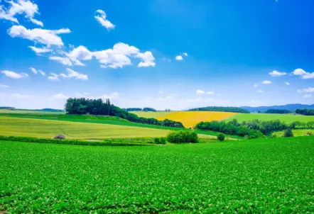 日本有数のとうもろこし産地・北海道の畑