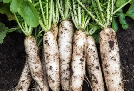 土中保存で野菜の鮮度を保つ伝統的な方法