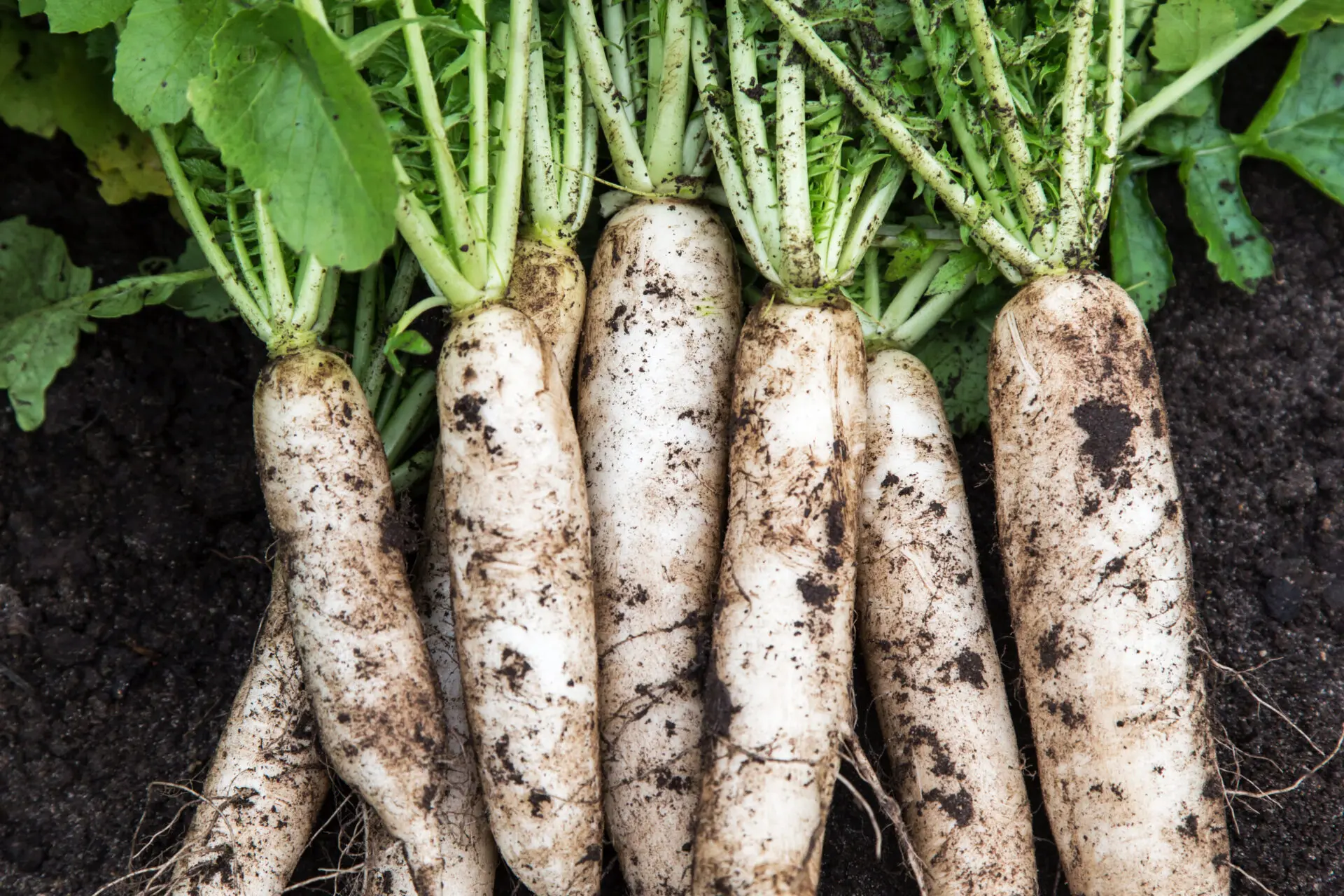 みずみずしさと甘み、使いやすさが魅力の北海道産だいこん