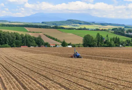 日本の玉ねぎ生産量6割を占める北海道の畑
