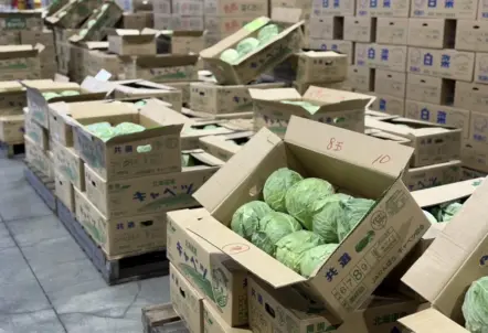卸売市場に積み重ねられたキャベツのダンボール箱