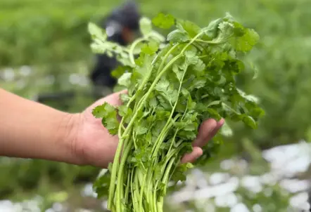 新鮮で香り高い業務用パクチー