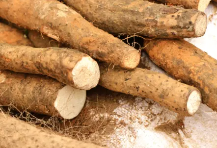 長芋の規格とは?サイズ・等級・重量などの基準を一覧で解説