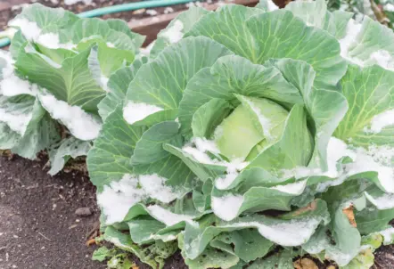 寒さに耐えながら育ち甘みが増す雪がかかった冬キャベツ