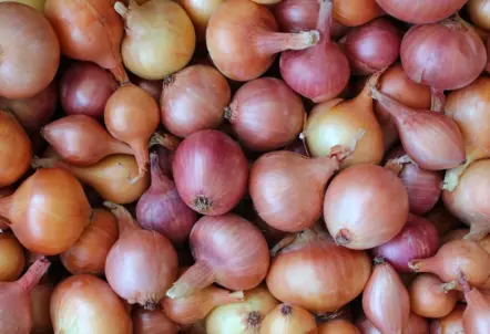 玉ねぎの規格とは?出荷時のサイズや重さ、2L基準を解説
