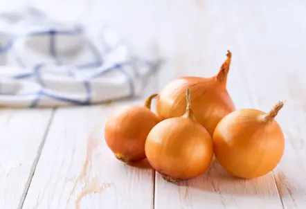 直径で分類される玉ねぎのサイズ階級の測定