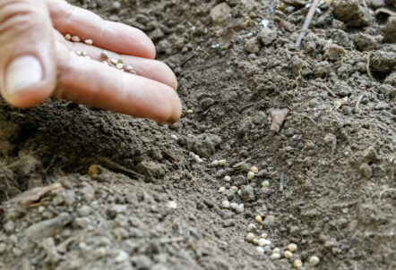恋ごころの種まき作業