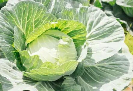 キャベツの季節ごとの違いと旬はいつ?春キャベツの特徴も解説