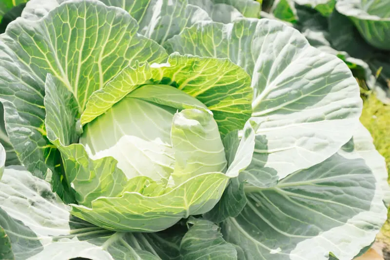 シャキッと甘い、毎日の主役にも脇役にもなるキャベツ
