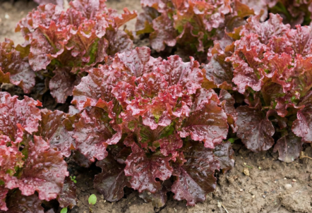 サニーレタスの旬はいつ？安い時期や美味しい選び方、食べ方も解説