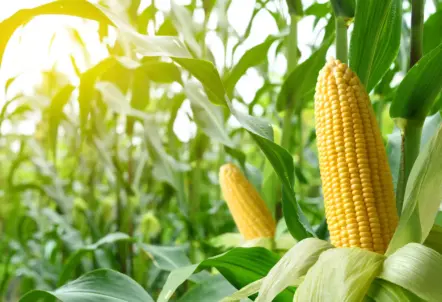 夏に旬を迎える北海道産のとうもろこしやトマト