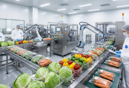 野菜の自動パッキングライン