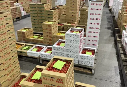 厳格な品質管理体制で選別された無農薬野菜