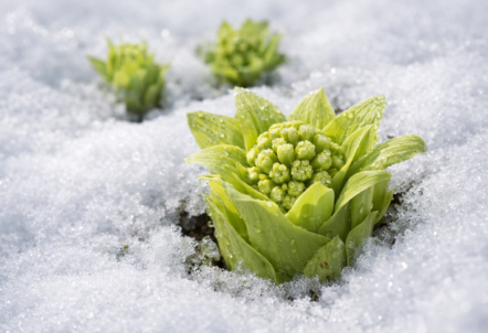 ふきのとう(蕗の薹)の食べ方|天ぷら・味噌レシピと旬・下処理